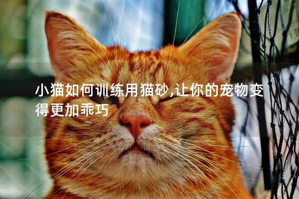 小猫如何训练用猫砂,让你的宠物变得更加乖巧