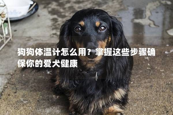 狗狗体温计怎么用？掌握这些步骤确保你的爱犬健康