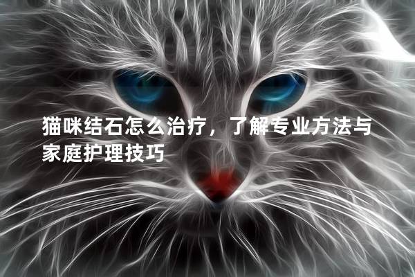 猫咪结石怎么治疗，了解专业方法与家庭护理技巧