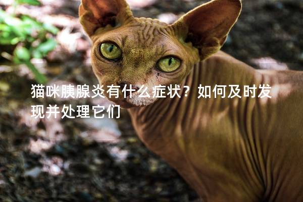 猫咪胰腺炎有什么症状？如何及时发现并处理它们