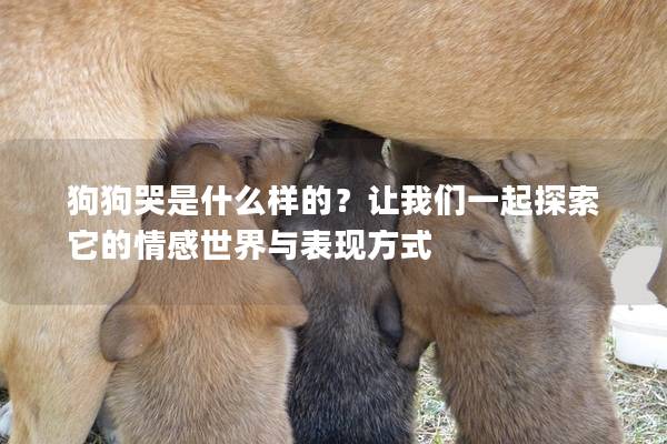 狗狗哭是什么样的？让我们一起探索它的情感世界与表现方式