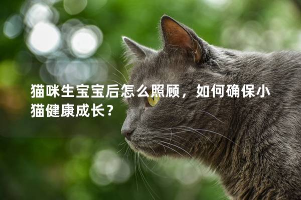 猫咪生宝宝后怎么照顾，如何确保小猫健康成长？