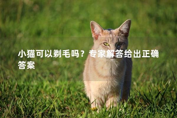 小猫可以剃毛吗？专家解答给出正确答案