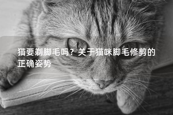 猫要剃脚毛吗？关于猫咪脚毛修剪的正确姿势