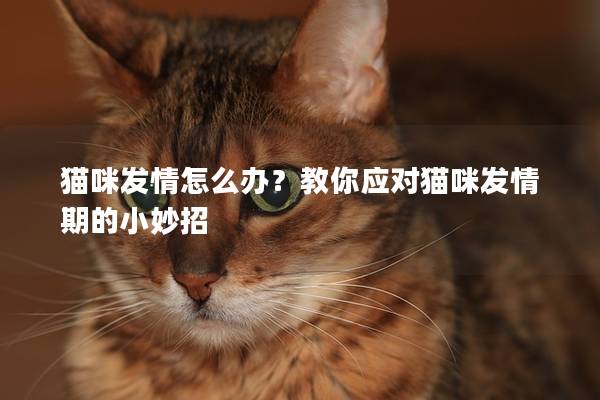 猫咪发情怎么办？教你应对猫咪发情期的小妙招