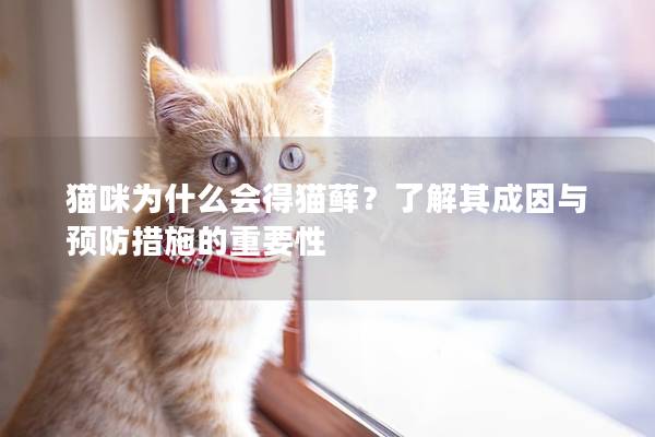 猫咪为什么会得猫藓？了解其成因与预防措施的重要性