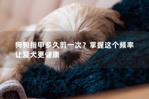 狗狗指甲多久剪一次？掌握这个频率让爱犬更健康