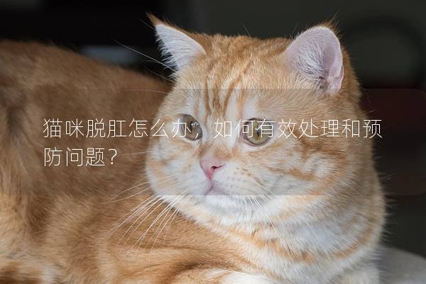 猫咪脱肛怎么办，如何有效处理和预防问题？