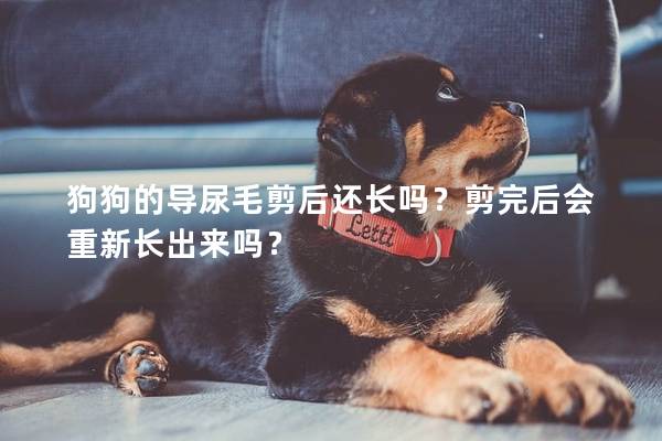 狗狗的导尿毛剪后还长吗？剪完后会重新长出来吗？