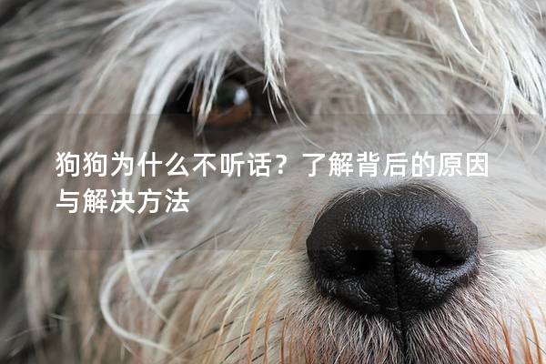 狗狗为什么不听话？了解背后的原因与解决方法