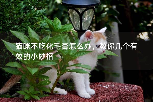 猫咪不吃化毛膏怎么办，教你几个有效的小妙招