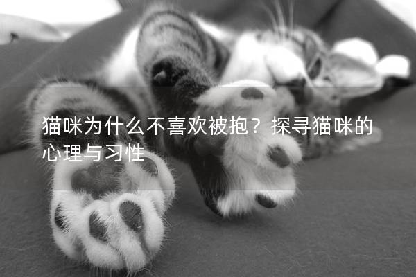 猫咪为什么不喜欢被抱？探寻猫咪的心理与习性