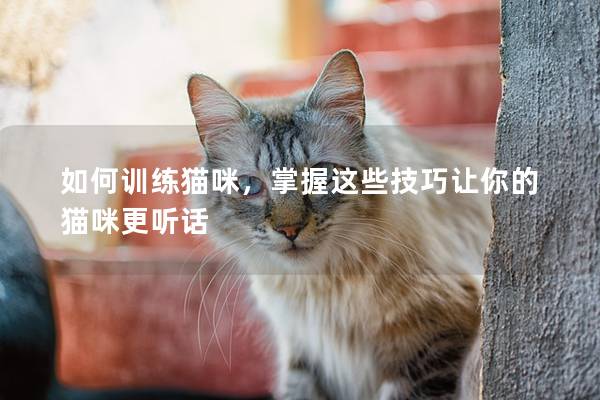 如何训练猫咪，掌握这些技巧让你的猫咪更听话