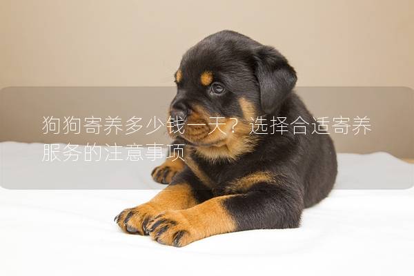 狗狗寄养多少钱一天？选择合适寄养服务的注意事项