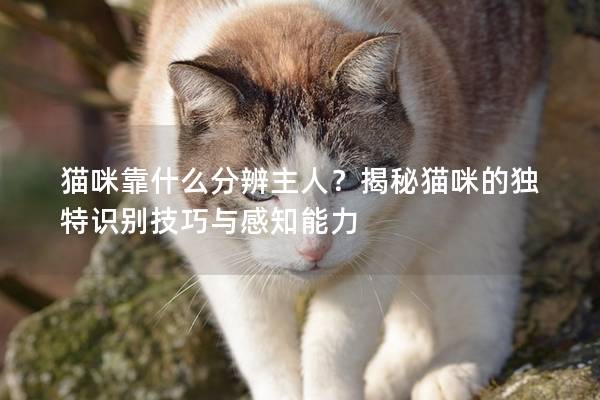 猫咪靠什么分辨主人？揭秘猫咪的独特识别技巧与感知能力