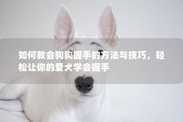 如何教会狗狗握手的方法与技巧，轻松让你的爱犬学会握手