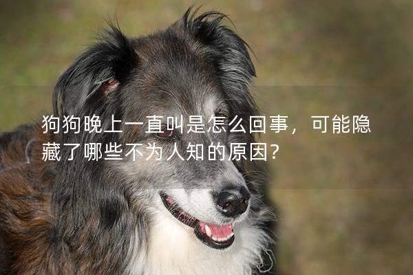 狗狗晚上一直叫是怎么回事,可能隐藏了哪些不为人知的原因? 狗狗晚上一直叫是怎么回事,可能隐藏了哪些不为人知的原因?