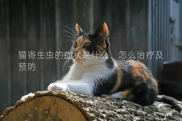 猫寄生虫的症状是什么、怎么治疗及预防