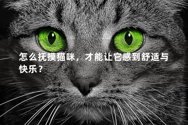 怎么抚摸猫咪，才能让它感到舒适与快乐？