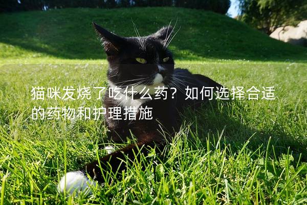 猫咪发烧了吃什么药？如何选择合适的药物和护理措施