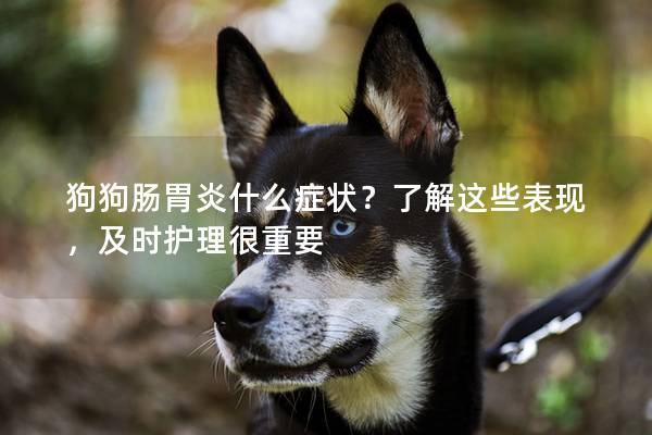 狗狗肠胃炎什么症状？了解这些表现，及时护理很重要