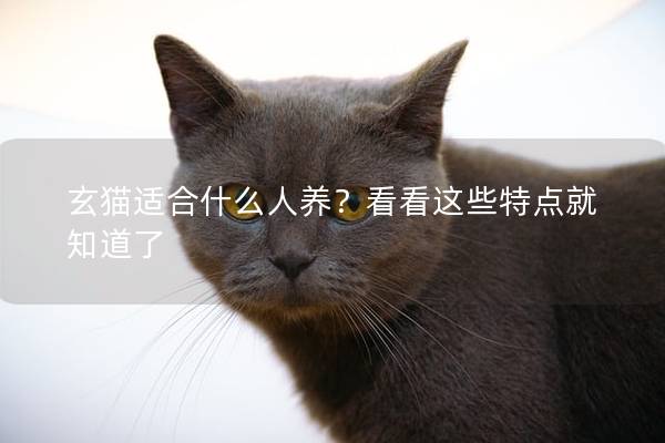 玄猫适合什么人养？看看这些特点就知道了