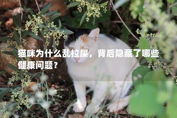 猫咪为什么乱拉屎，背后隐藏了哪些健康问题？