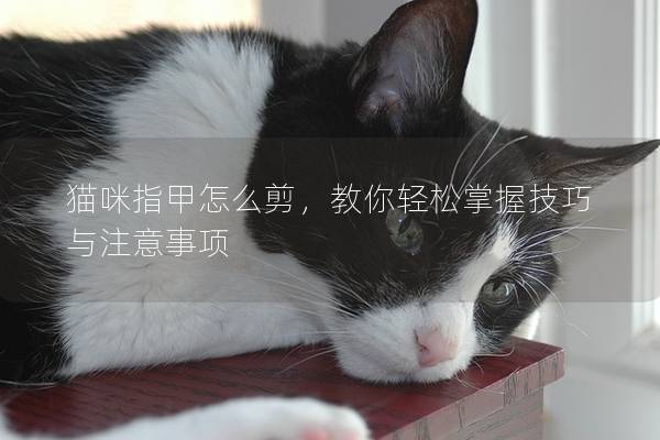 猫咪指甲怎么剪，教你轻松掌握技巧与注意事项