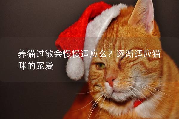 养猫过敏会慢慢适应么？逐渐适应猫咪的宠爱