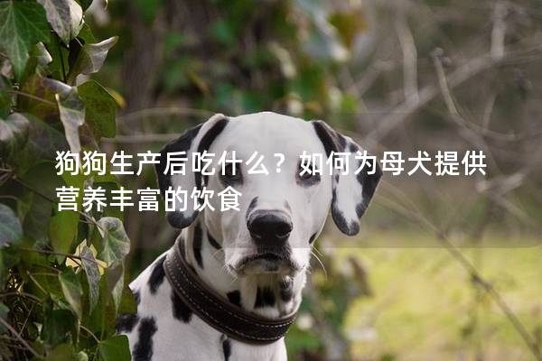 狗狗生产后吃什么？如何为母犬提供营养丰富的饮食