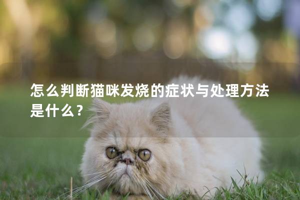 怎么判断猫咪发烧的症状与处理方法是什么？