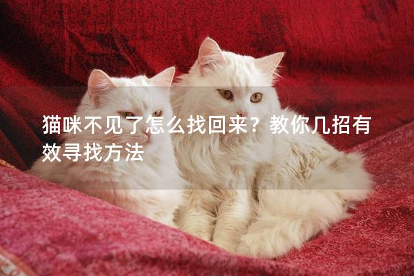 猫咪不见了怎么找回来？教你几招有效寻找方法