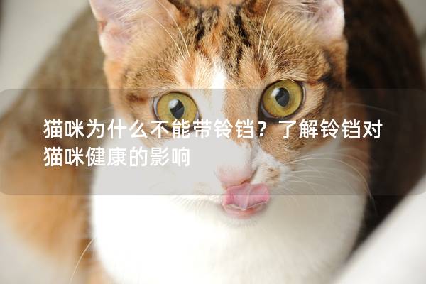 猫咪为什么不能带铃铛？了解铃铛对猫咪健康的影响