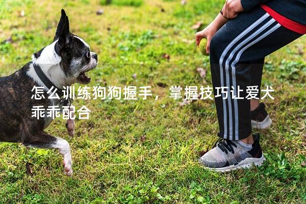 怎么训练狗狗握手，掌握技巧让爱犬乖乖配合