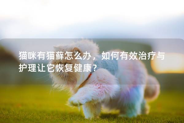 猫咪有猫藓怎么办，如何有效治疗与护理让它恢复健康？