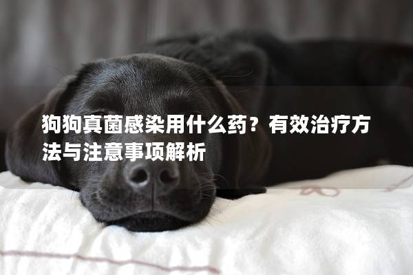 狗狗真菌感染用什么药？有效治疗方法与注意事项解析