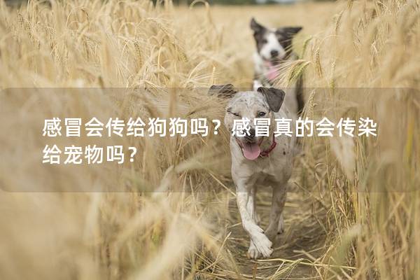 感冒会传给狗狗吗？感冒真的会传染给宠物吗？