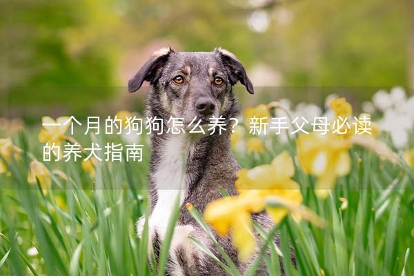 一个月的狗狗怎么养？新手父母必读的养犬指南