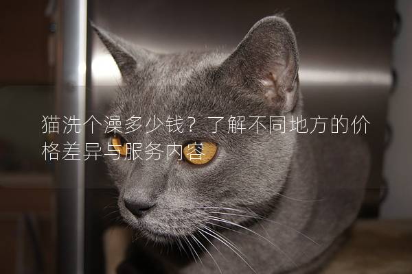 猫洗个澡多少钱？了解不同地方的价格差异与服务内容