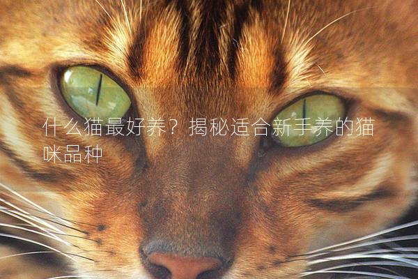 什么猫最好养？揭秘适合新手养的猫咪品种