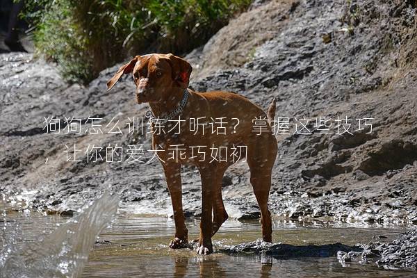 狗狗怎么训练才听话？掌握这些技巧，让你的爱犬乖巧如初