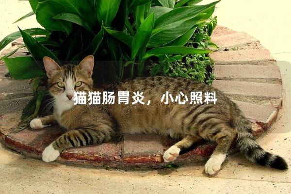 猫猫肠胃炎，小心照料