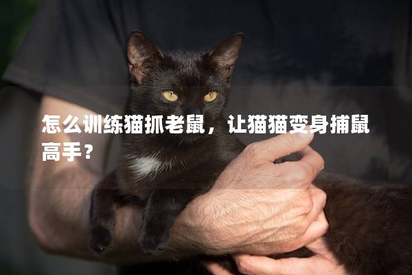 怎么训练猫抓老鼠，让猫猫变身捕鼠高手？