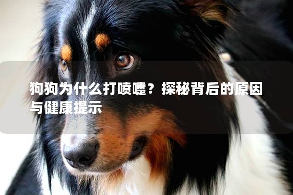 狗狗为什么打喷嚏？探秘背后的原因与健康提示