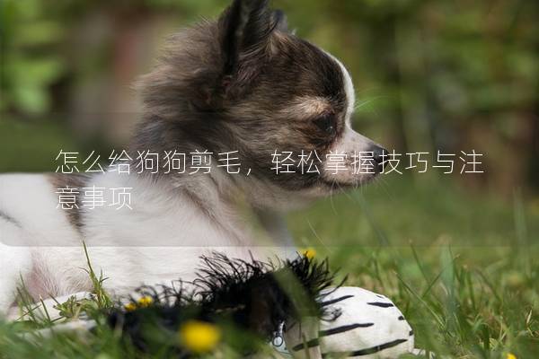 怎么给狗狗剪毛，轻松掌握技巧与注意事项