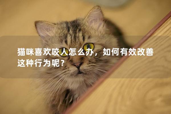 猫咪喜欢咬人怎么办，如何有效改善这种行为呢？