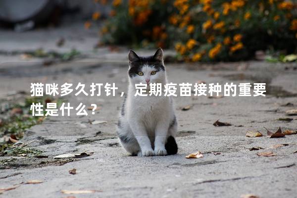 猫咪多久打针，定期疫苗接种的重要性是什么？