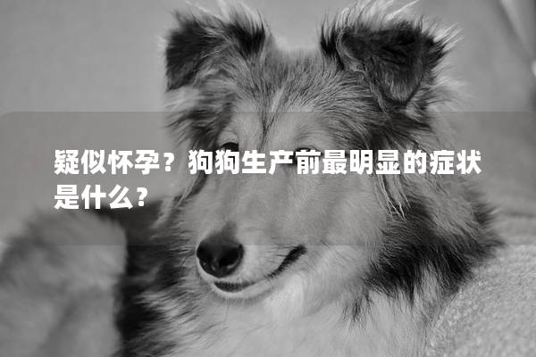 疑似怀孕？狗狗生产前最明显的症状是什么？