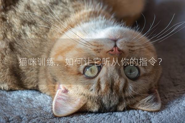 猫咪训练，如何让它听从你的指令？