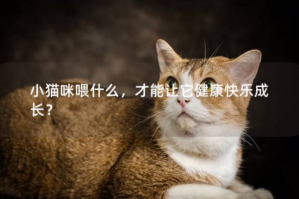 小猫咪喂什么，才能让它健康快乐成长？